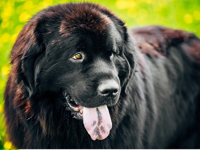 Newfoundland Dog thumbnail